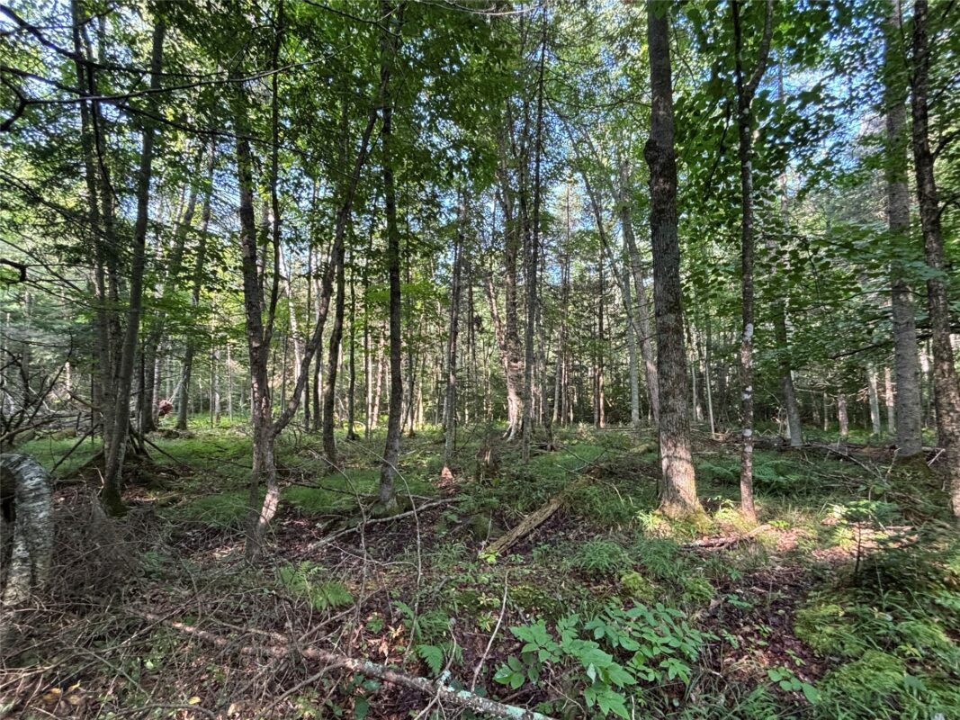 XX North Irish Rd., Exeland WI 54835 - Land house for sale - MLS #1603966 - image10